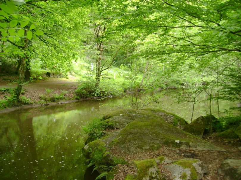 Forêt de Rochechouart - 1