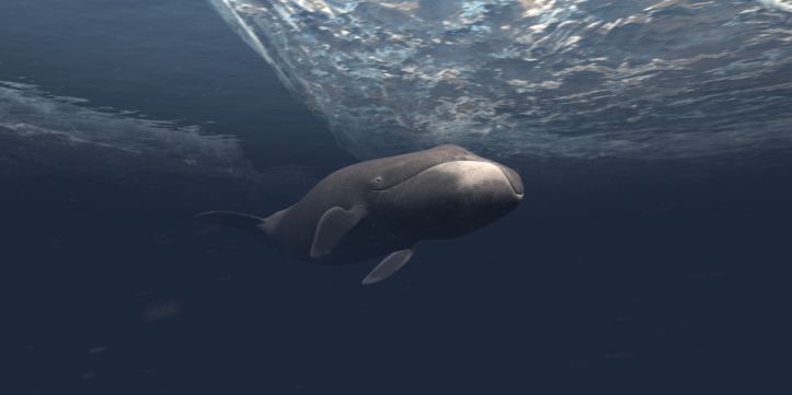 Baleines boréales - 2