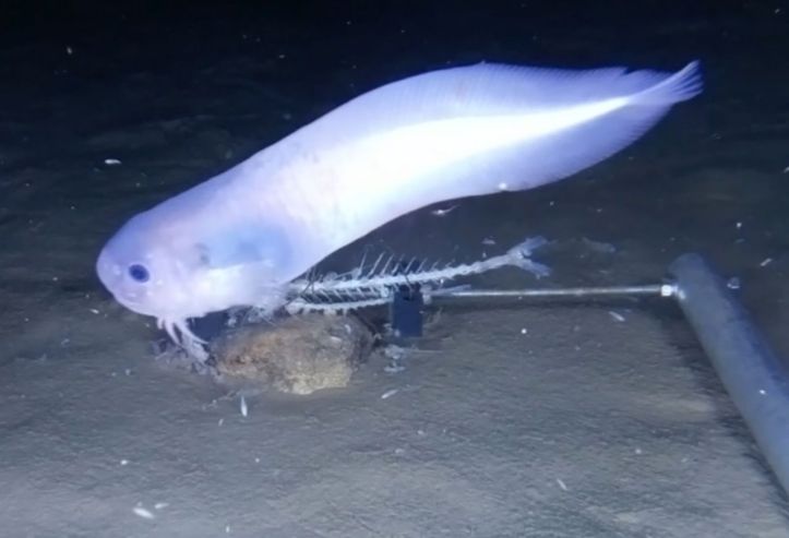 Transparentes, sans arête, sans écaille… Trois nouvelles espèces de poisson  identifiées dans les abysses