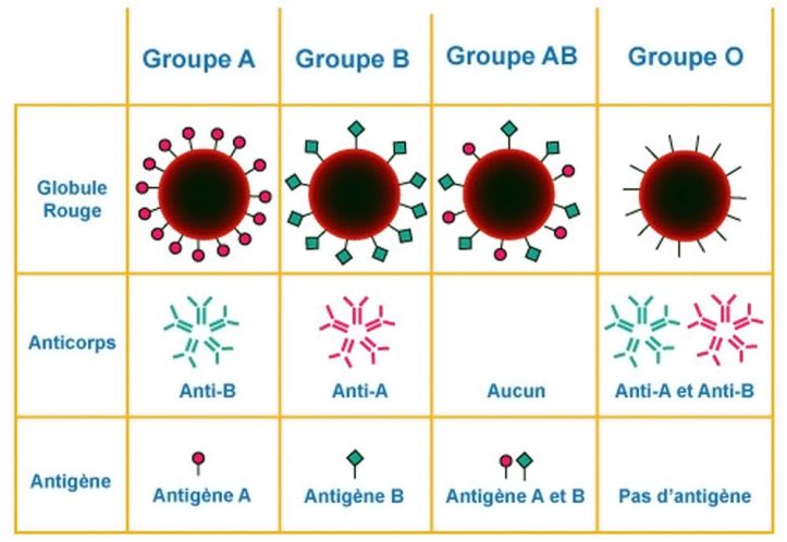 Groupes sanguins - 2